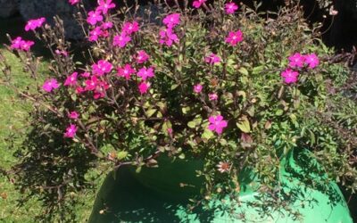 Ecos de Pascua. Lourdes Nuñez.