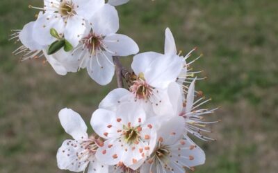 Ecos de Pascua. Romelia Cardu