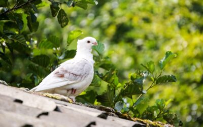 Celebración del Día del Libro en Mujer Gades