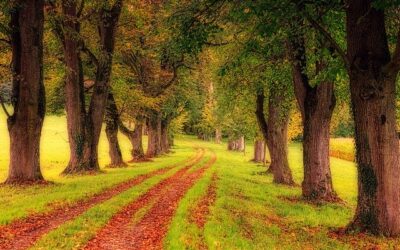 Celebrando 50 años de Oblatas